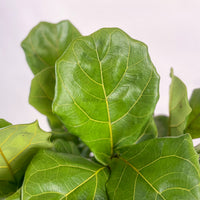 Large Ficus Lyrata - 'Fiddle Leaf Fig’ 5 in 1 (115cm) in Nursery Grow Pot