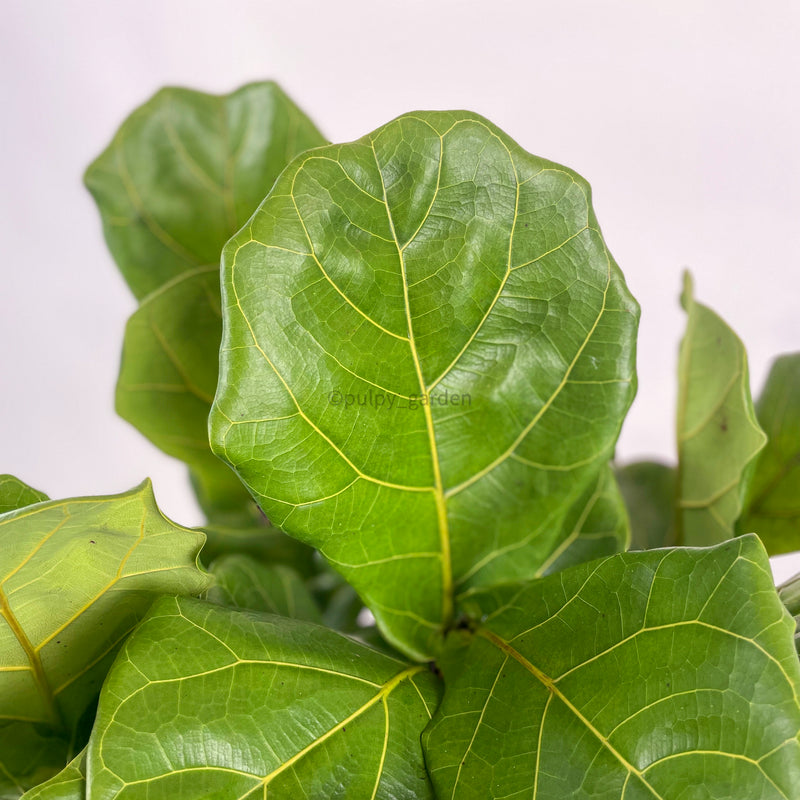 Large Ficus Lyrata - 'Fiddle Leaf Fig’ 5 in 1 (115cm) in Nursery Grow Pot