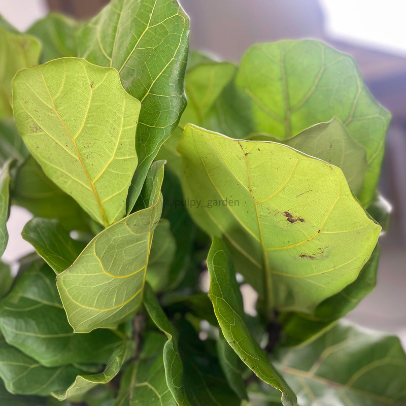 Large Ficus Lyrata - 'Fiddle Leaf Fig’ (148cm) in Nursery Grow Pot