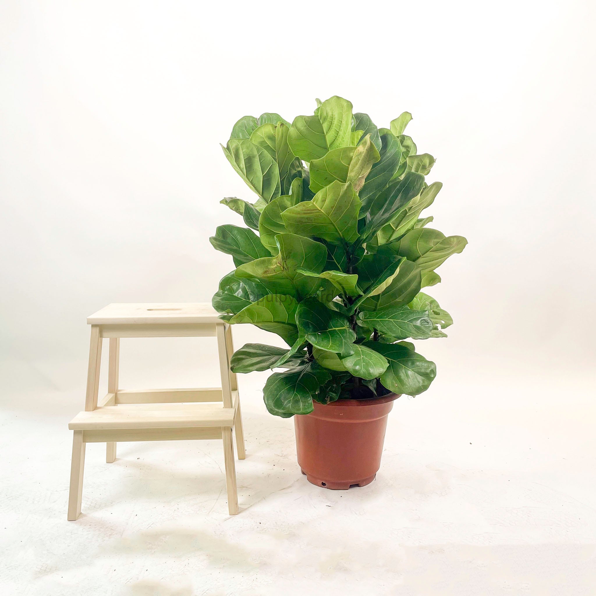 ikea fiddle-leaf fig Large Ficus Lyrata