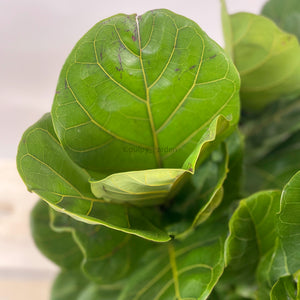 Large Ficus Lyrata - 'Fiddle Leaf Fig’ 5 in 1 (115cm) in Nursery Grow Pot