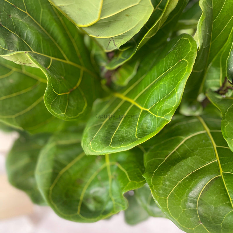 Large Ficus Lyrata - 'Fiddle Leaf Fig’ (148cm) in Nursery Grow Pot