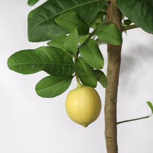Large Lemon Tree (Citrus Limon)(220cm) in Nursery Grow Pot