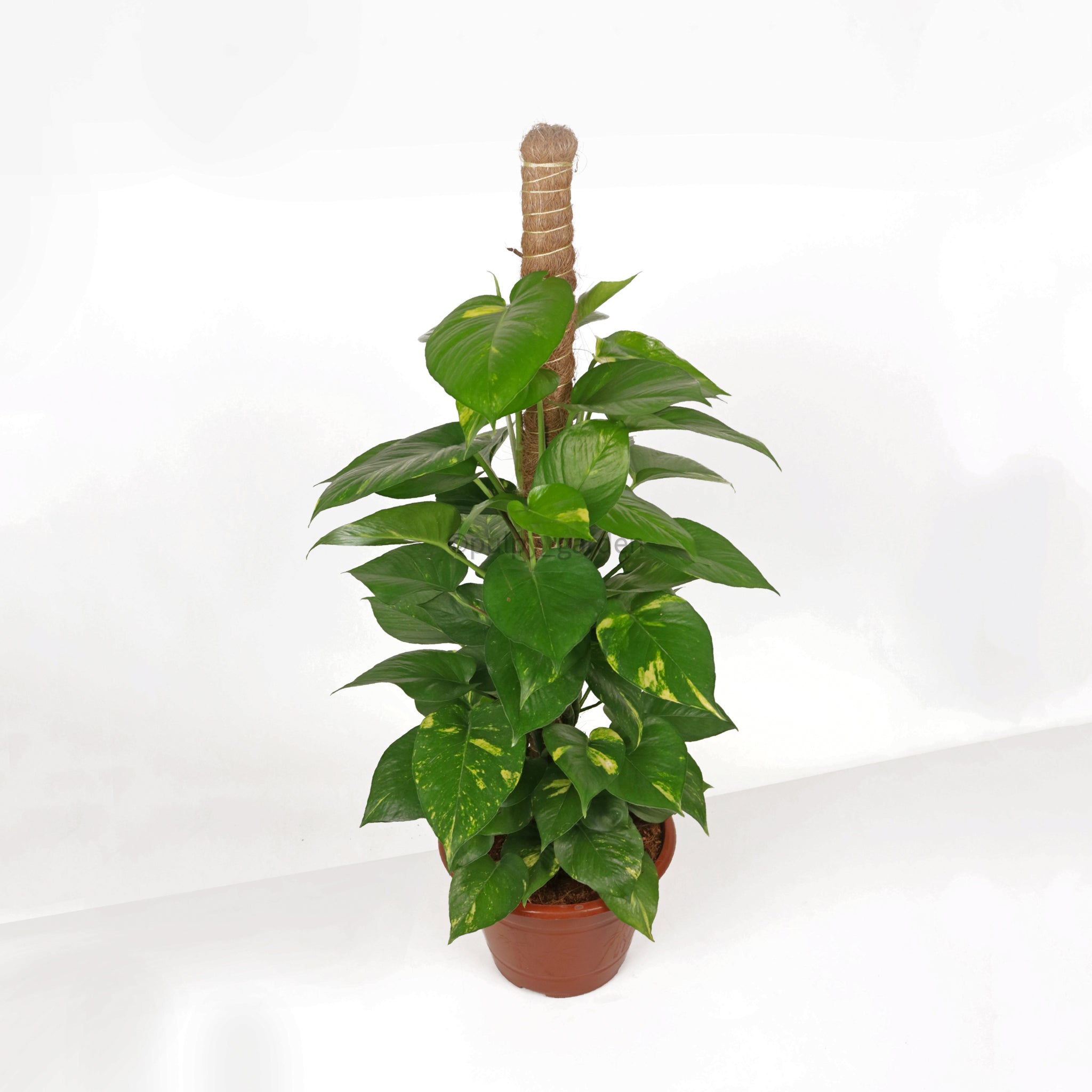 welcome money plant Large Money Plant (90cm) in Nursery Grow Pot – Pulpy Garden