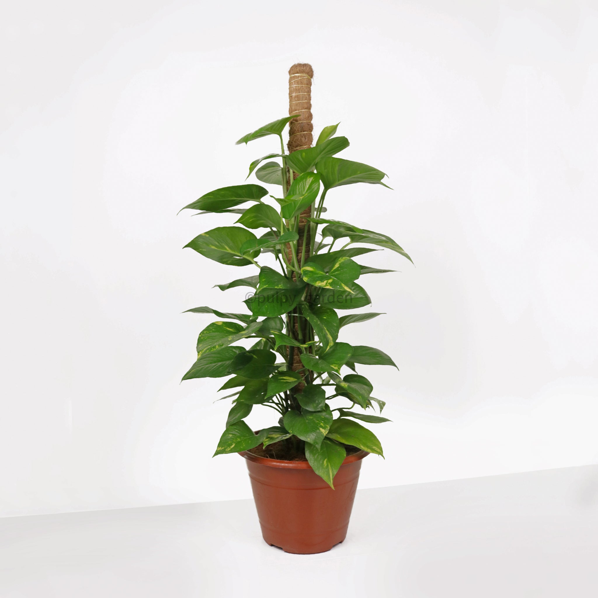 money plant nursery near me Large Money Plant (90cm) in Nursery Grow Pot – Pulpy Garden
