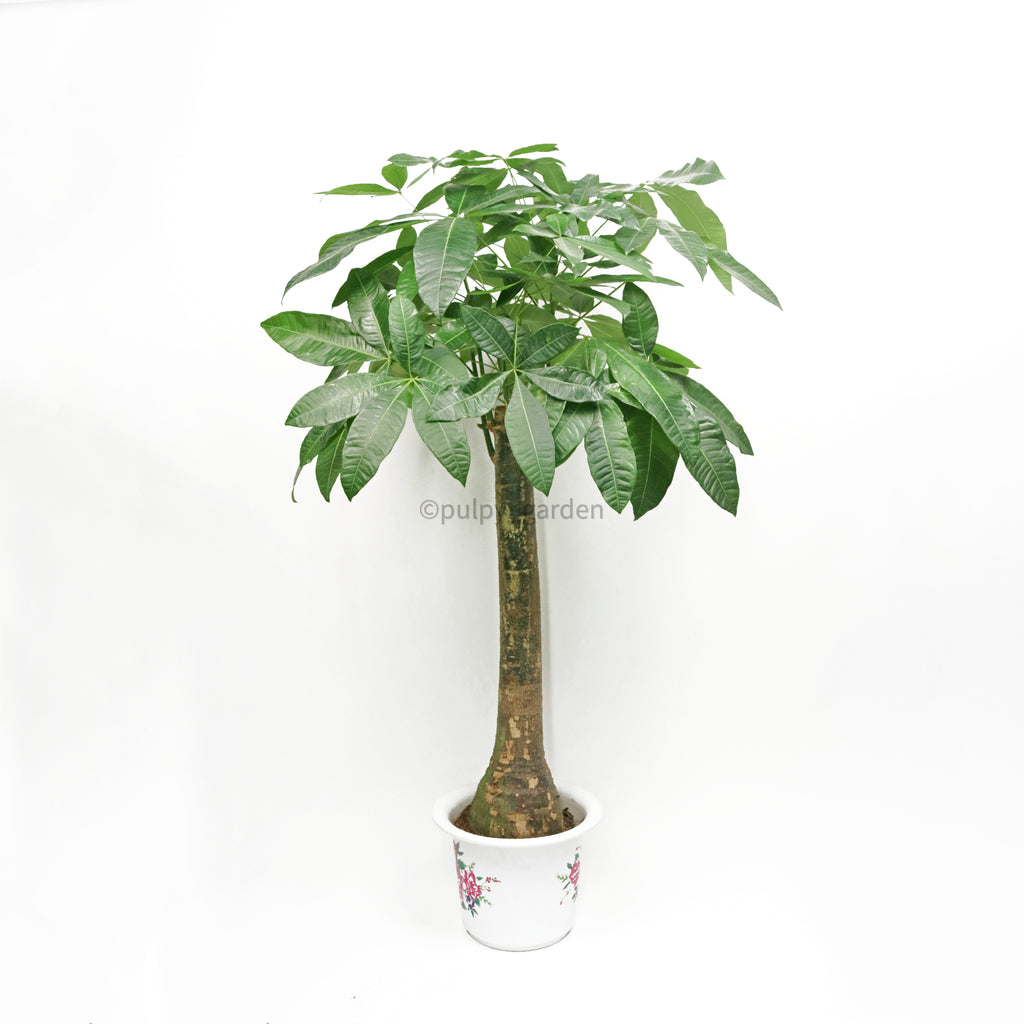 Large Pachira (1 Stem) in Nursery Grow Pot (130cm) (发财树 - Fa Cai Shu)