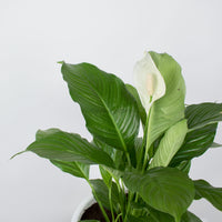 Peace Lily in Nursery Grow Pot
