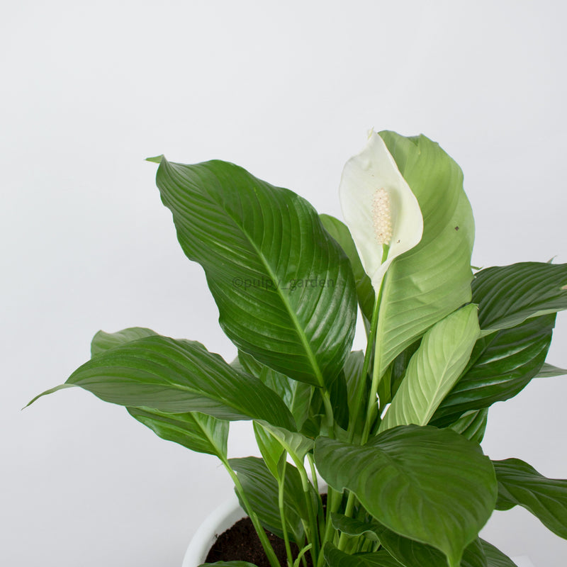 Peace Lily in Nursery Grow Pot