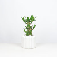 Lucky Bamboo in White Ribbed Planter