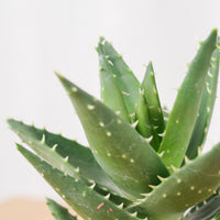 Mini Aloe vera in Nursery Grow Pot