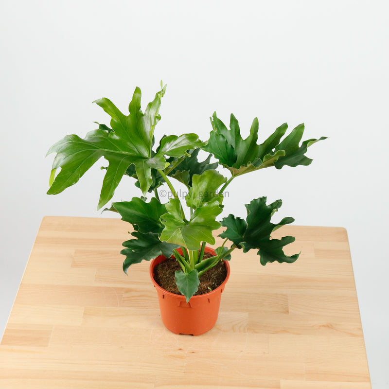 philodendron selloum small leaves Philodendron Selloum (Small) in Nursery Grow Pot – Pulpy Garden