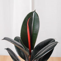 Burgundy Rubber Tree Plant in Marble Planter