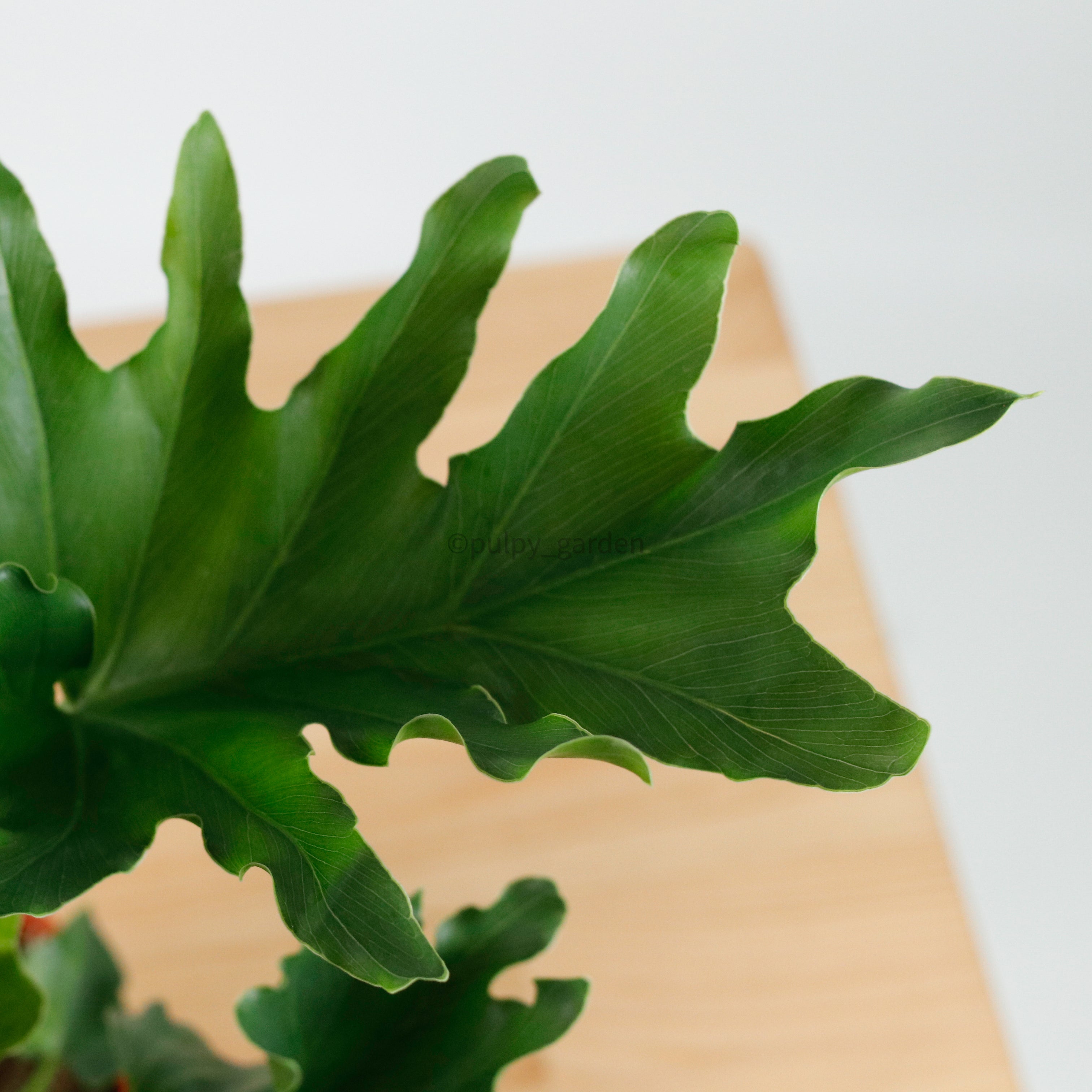 Philodendron Selloum (Small) in Nursery Grow Pot – Pulpy Garden