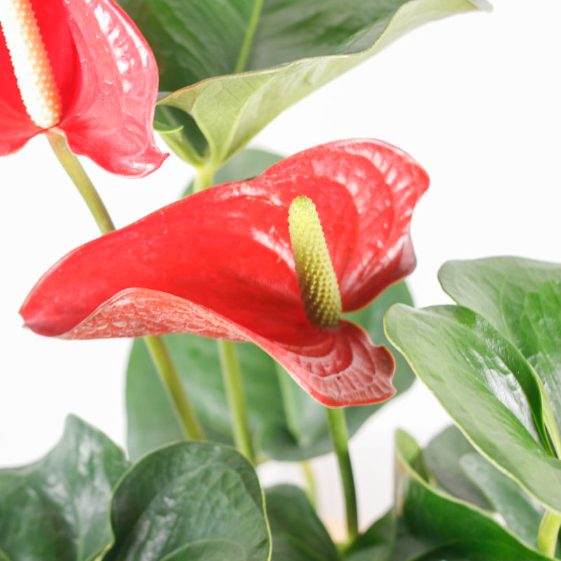 Anthurium andraeanum (RED) in Marble Designed Planter