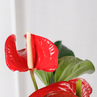 Anthurium andraeanum (RED) in Marble Designed Planter