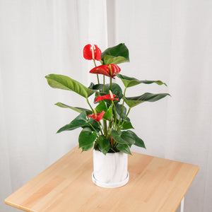 Anthurium andraeanum (RED) in Marble Designed Planter