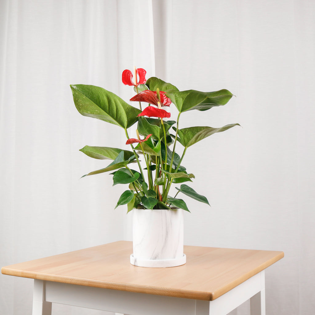 Anthurium andraeanum (RED) in Marble Designed Planter