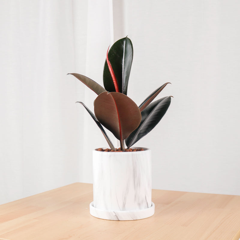 Burgundy Rubber Tree Plant in Marble Planter