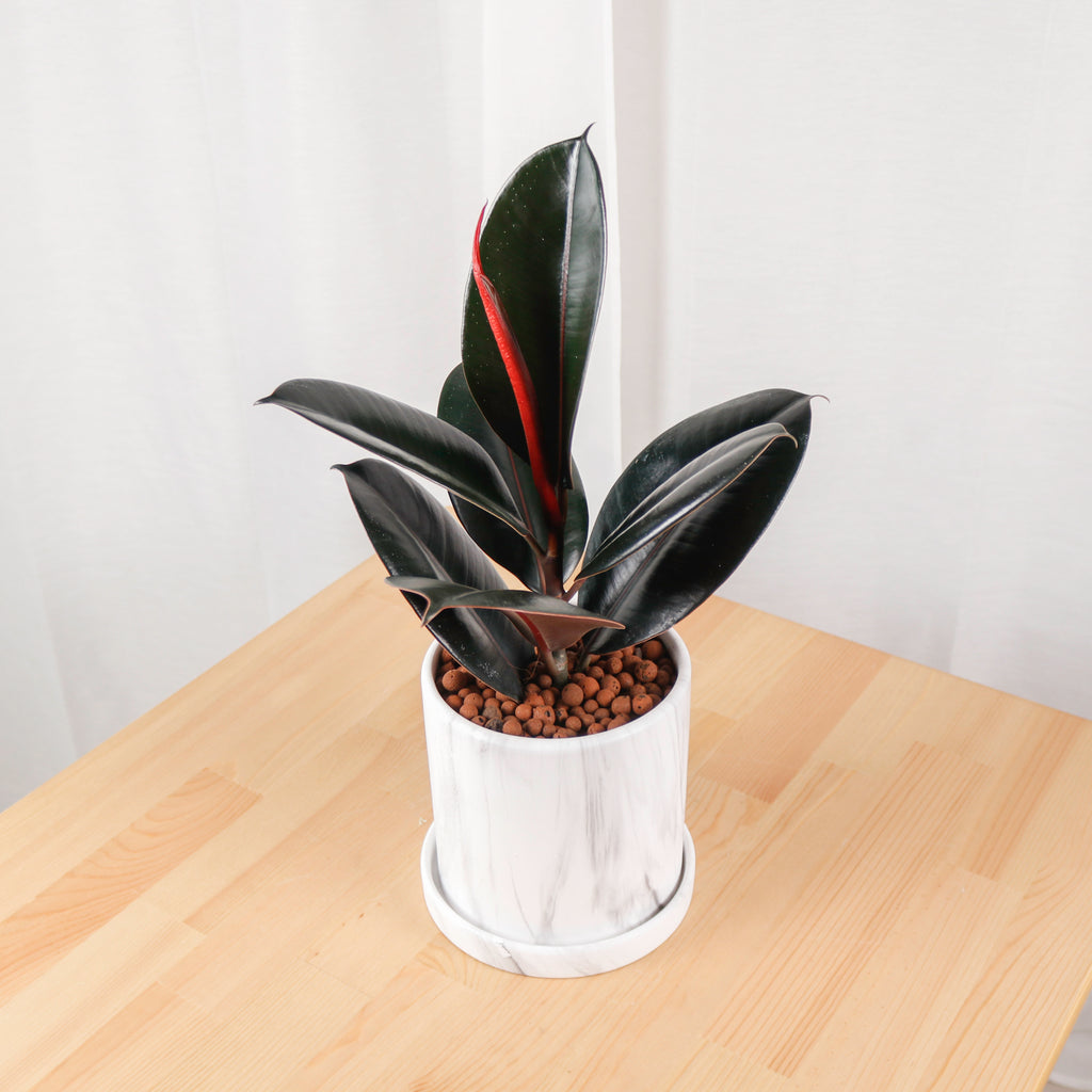 Burgundy Rubber Tree Plant in Marble Planter