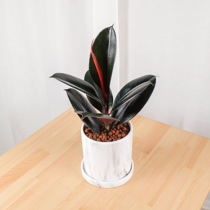 Burgundy Rubber Tree Plant in Marble Planter