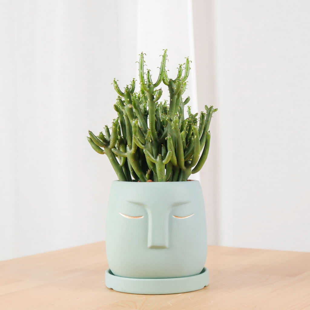 Euphorbia su tirucalli in Green Face Planter