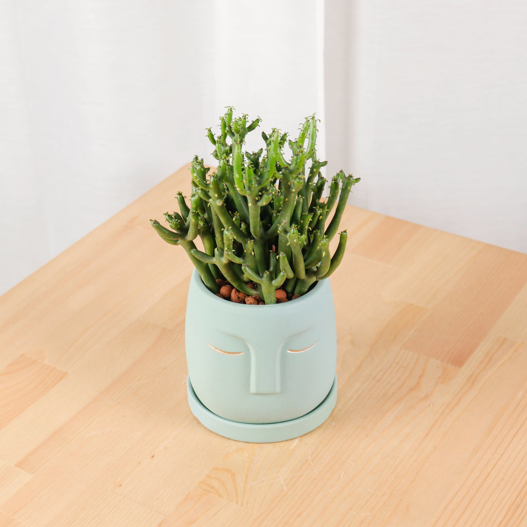 Euphorbia su tirucalli in Green Face Planter