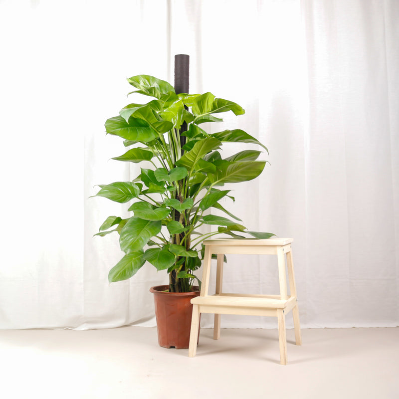 Large Money Plant (120cm) in Nursery Grow Pot