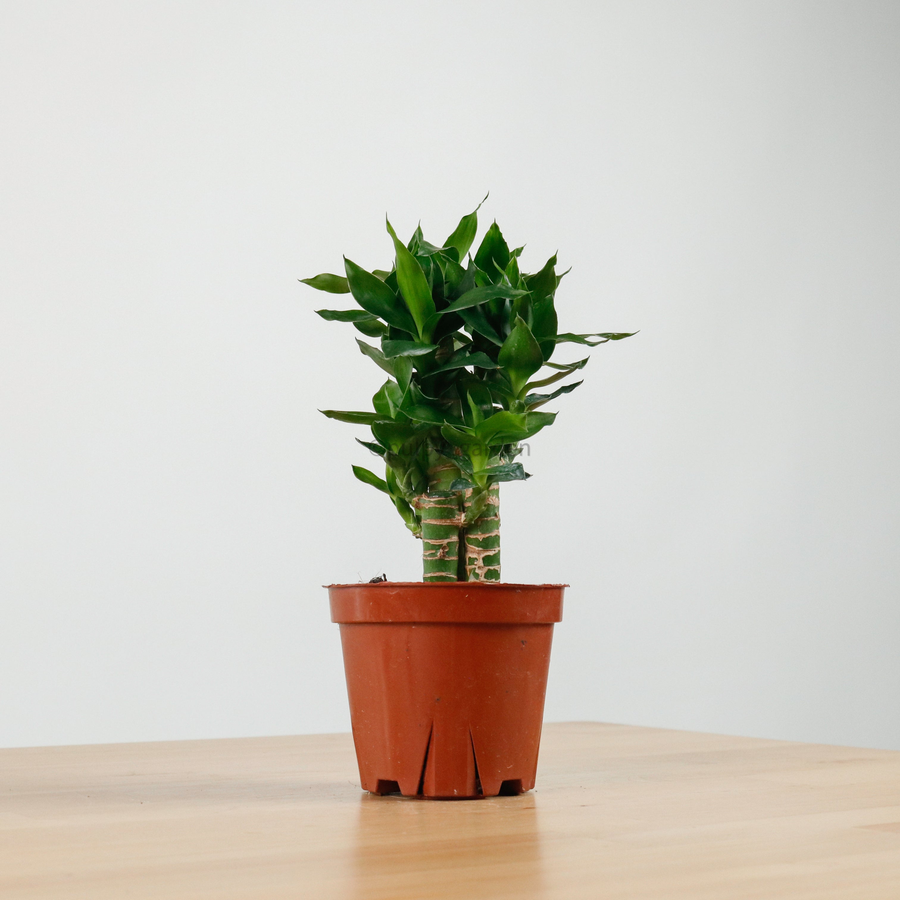 lucky bamboo plant pot Lucky Bamboo in Nursery Grow Pot – Pulpy Garden