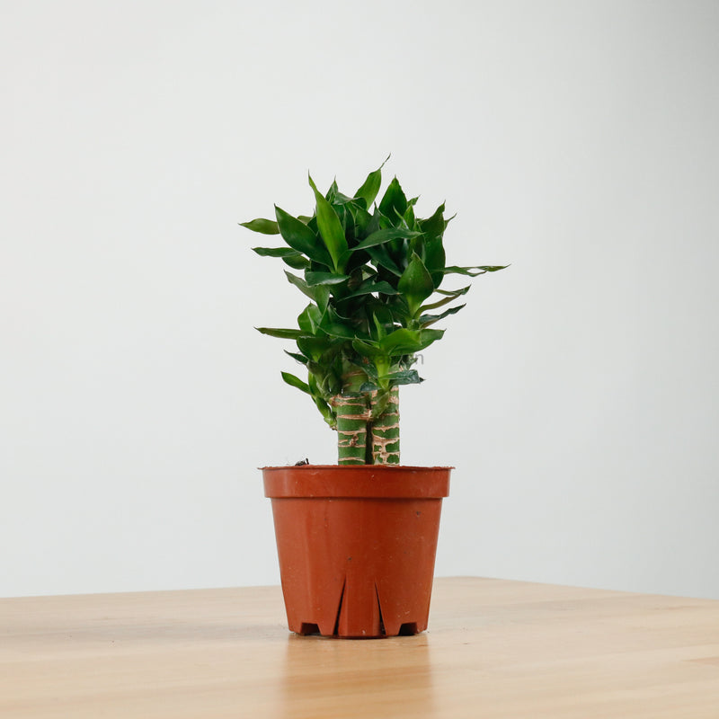Lucky Bamboo in Nursery Grow Pot