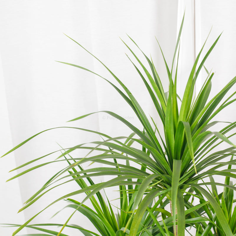 Large Dracaena Arborea (130cm) in Large Ridge Planter