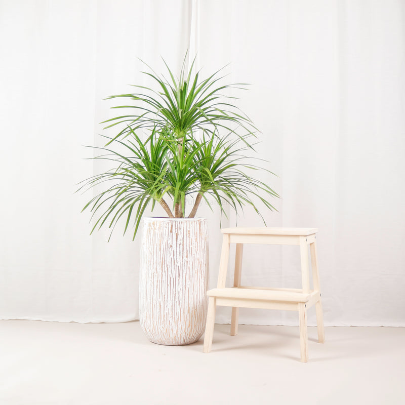 Large Dracaena Arborea (130cm) in Large Ridge Planter