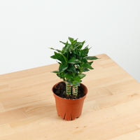 Lucky Bamboo in Nursery Grow Pot