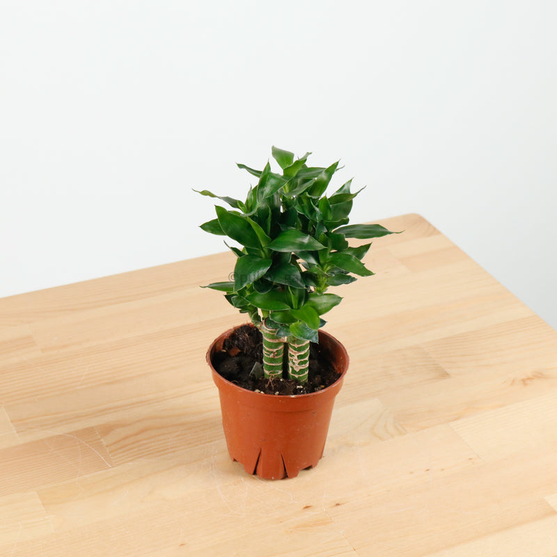 Lucky Bamboo in Nursery Grow Pot