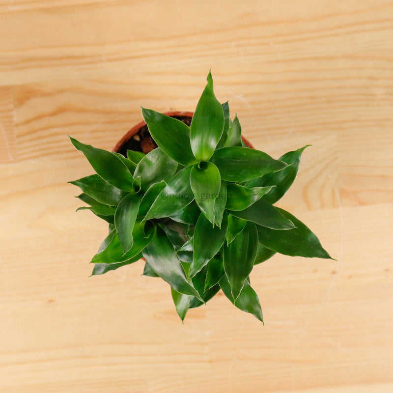 Lucky Bamboo in Nursery Grow Pot