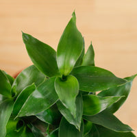 Lucky Bamboo in Nursery Grow Pot