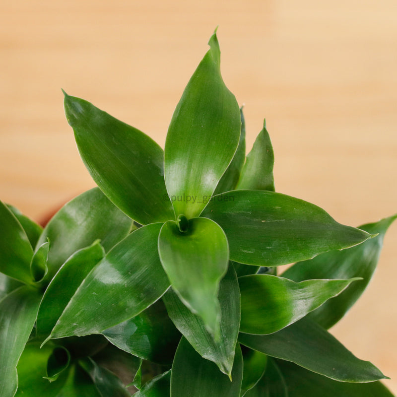 Lucky Bamboo in Nursery Grow Pot