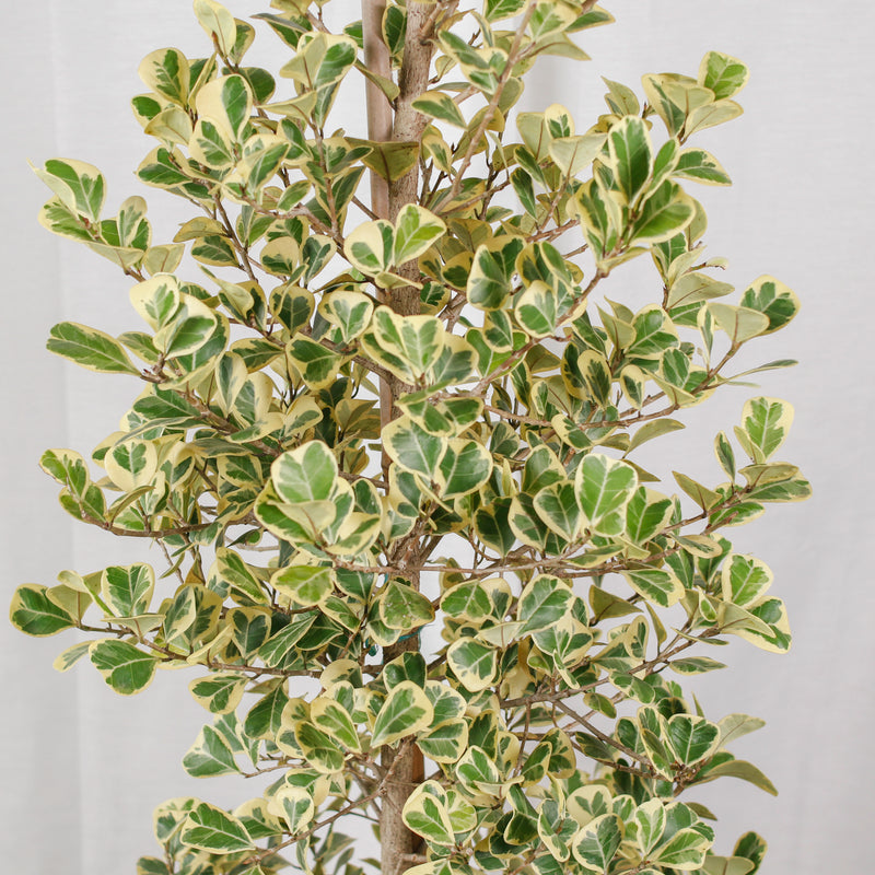 Large Ficus 'SweetHeart' in Nursery Grow Pot (5ft)