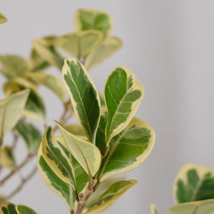 Large Ficus 'SweetHeart' in Nursery Grow Pot (5ft)