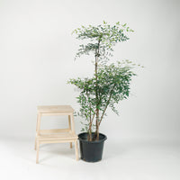 Large Nandina Domestica (南天竹 - nán tiān zhú) 147cm  in Nursery Grow Pot