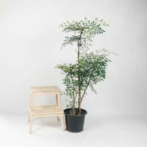 Large Nandina Domestica (南天竹 - nán tiān zhú) 147cm  in Nursery Grow Pot