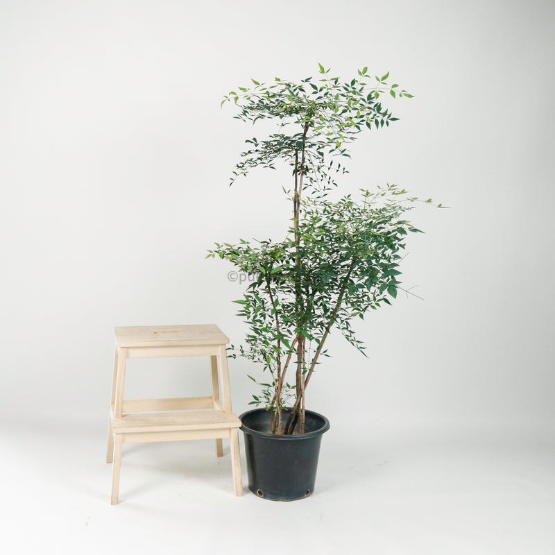 Large Nandina Domestica (南天竹 - nán tiān zhú) 147cm  in Nursery Grow Pot