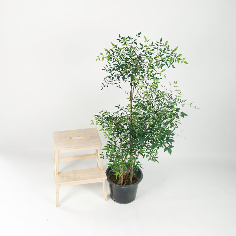 Large Nandina Domestica (南天竹 - nán tiān zhú) 147cm  in Nursery Grow Pot
