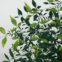 Large Nandina Domestica (南天竹 - nán tiān zhú) 147cm  in Nursery Grow Pot