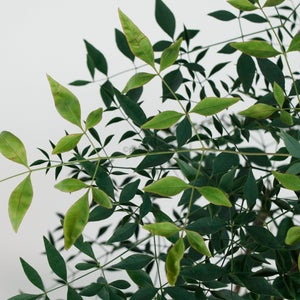 Large Nandina Domestica (南天竹 - nán tiān zhú) 147cm  in Nursery Grow Pot