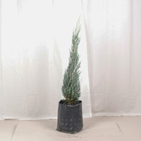 Silver Blue Pine in Nursery Grow Pot