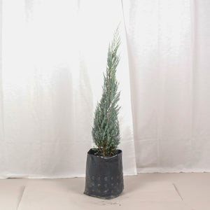 Silver Blue Pine in Nursery Grow Pot