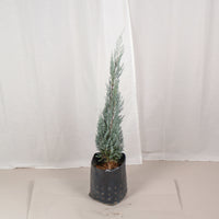 Silver Blue Pine in Nursery Grow Pot