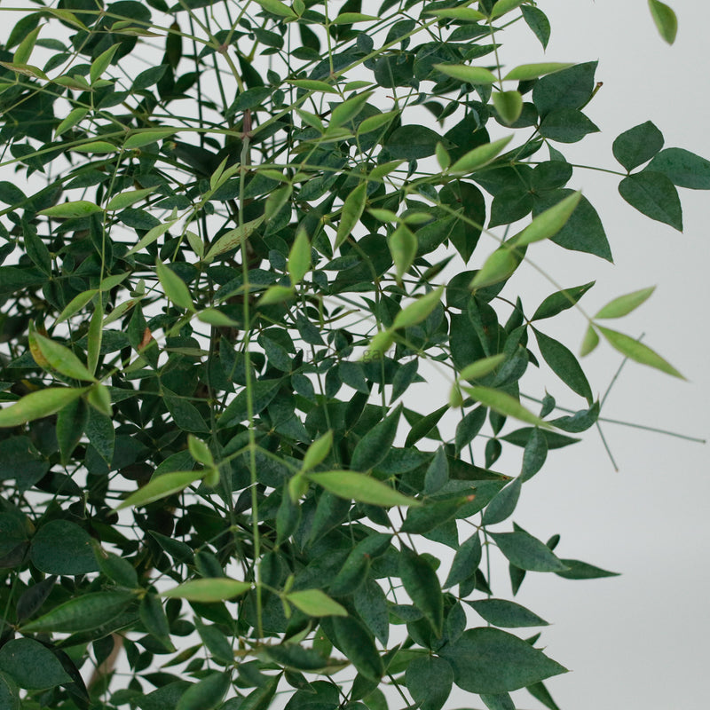 Large Nandina Domestica (南天竹 - nán tiān zhú) 147cm  in Nursery Grow Pot