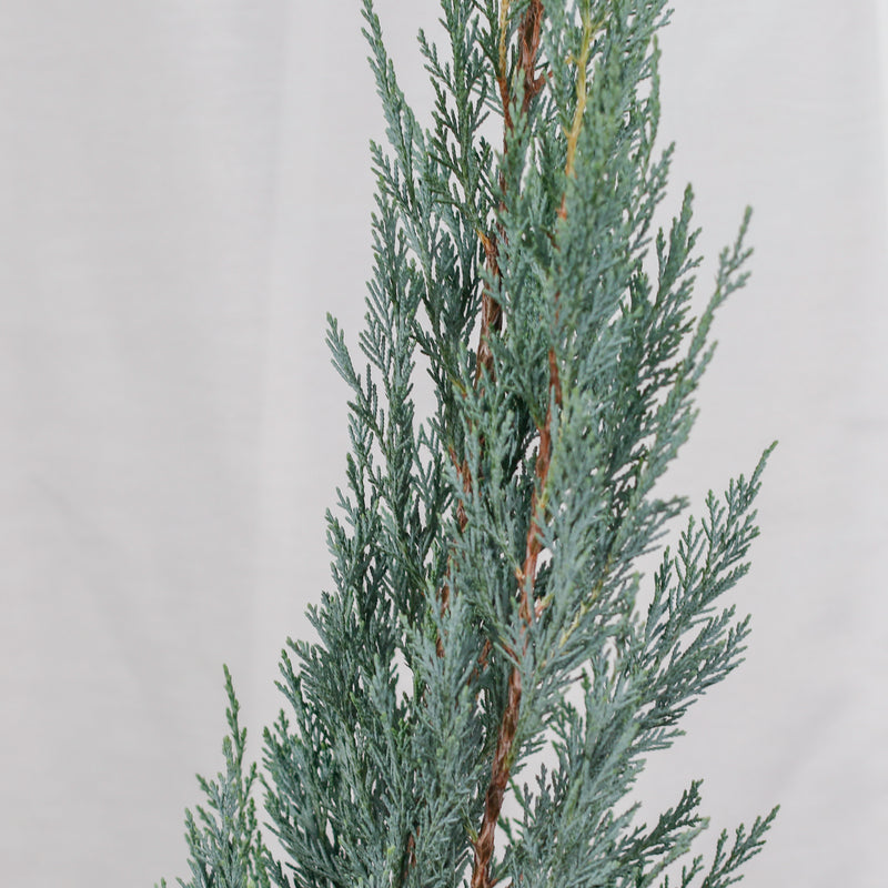 Silver Blue Pine in Nursery Grow Pot