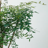 Large Nandina Domestica (南天竹 - nán tiān zhú) 147cm  in Nursery Grow Pot